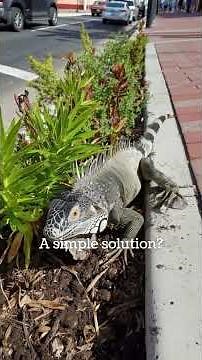 🦎 Did You Know Interesting Facts About Iguanas? 🌱#shorts #iguana