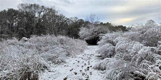 Freezing in Florida: Arctic chill reaches Sunshine State, breaking records and causing power disruptions