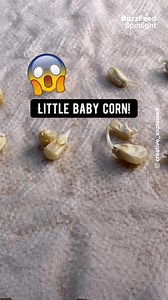 Did you know how to grow your own corn at home? Special thanks to @creative_explained! Follow him for more content! | Tasty UK