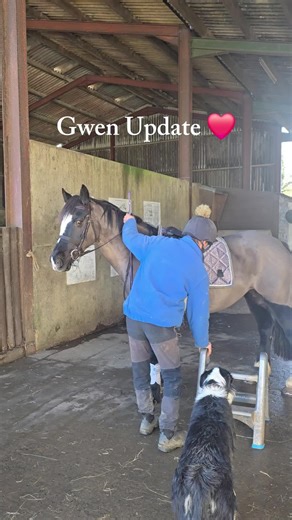 Understanding Horse Training as a Thoughtful Process