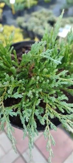 🇺🇦 Ялівець горизонтальний Андорра Компакт щільний ґрунтопокривн симетричний сорт розсадник ПРОКСІМА