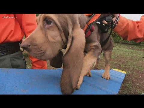 Bloodhound puppy begins training with the San Diego County Sheriff's Department