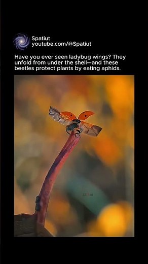 Ladybug Wings in Action: Close-Up Takeoff (Macro) #earth #nature #shorts