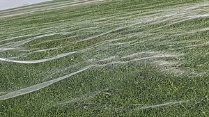 WATCH: Huge spider web takes over field | Northglen News