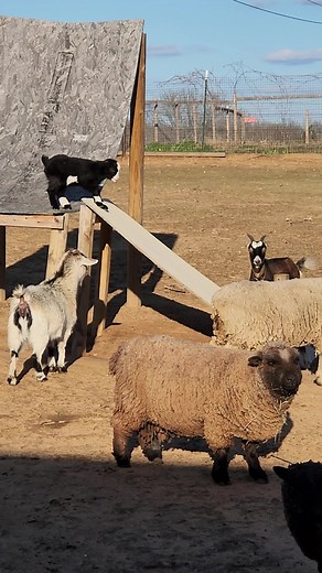 8.8K views · 158 reactions | Is there anything cute than baby goats?! #goats #babygoats | Nomad's Animal Encounter | Facebook