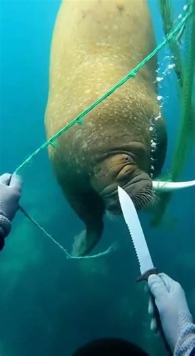 Security Cam: Diver Cuts Fishing Net to Rescue an Entangled Walrus 🦭🙏
