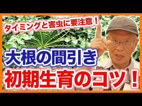 Thinning Daikon Radishes in Gardens and Farms: Watch for Timing and Pests! Tips for Early Growth ...