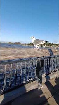 ME TALKING To A Seagull 🦤#shorts