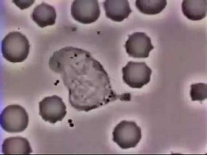 Macrófago fagocitando bactéria