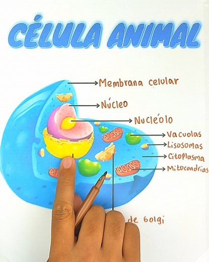 ✅Conoce las partes de la célula animal✅ | Juegos Matemáticos