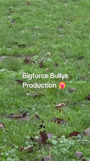 Bigforce Bullys Production KIWI #americanbully#americanbullypocket#americanbullyextrem#bodybuilder#bullys