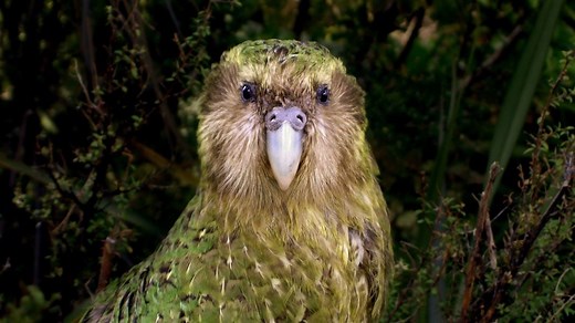 Sirocco the kākāpō conservation superstar