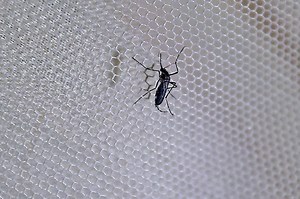 WHO: PH most affected by dengue in Western Pacific | ABS-CBN