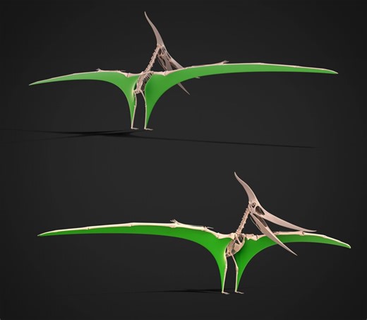 Posting my 3D dynamic Pteranodon folding wing membrane model again. I never got around to making a propatagium & uropatagium to go along with it, but this was still a useful proof of concept should I ever make a full animated pterosaur (which I fully plan on doing, eventually).
