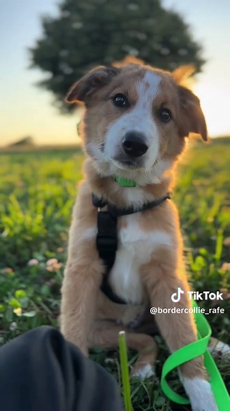 Border Collie Welpen: Die perfekte Begleitung