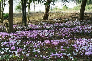 Cyclamen hederifolium - Alchetron, The Free Social Encyclopedia