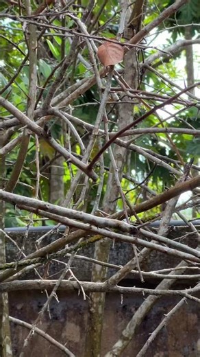 Village Bird Life | Peaceful Nature Moments in the Countryside 🐦🌿