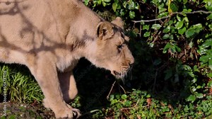 Most scientists divide the lion into twelve different subspecies, almost all of which occur in Africa. Only the Asiatic lion (Panthera leo persica) is a subspecies found in Asia. Slow motion in 4K.