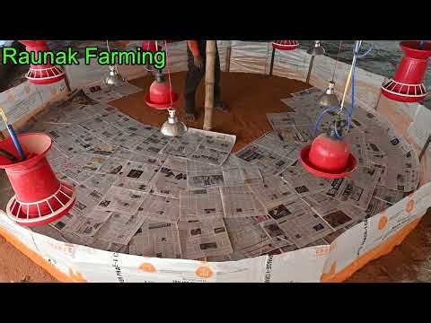 Low Cost Home Made Chicks Brooding System || Poultry Farm Brooding System || How To Make Brooding