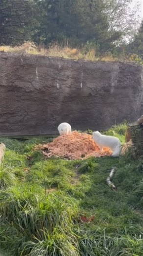 11K views · 1.1K reactions | A big pile of fresh shavings for fluffy Arctic foxes Sven and Freya. This enrichment is great for mental stimulation and encourages natural fox behaviors like digging, pouncing, and sniffing! : Keeper Russell | Point Defiance Zoo & Aquarium | Facebook