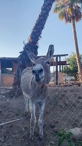 Donkey Excited to See Man