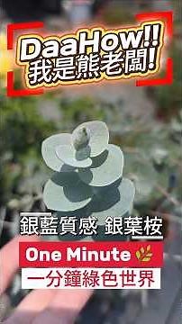 【一分鐘綠色世界】自帶北歐濾鏡！銀葉桉尤加利全攻略：為什麼你養的不夠銀？熊老闆教你如何越曬越亮，加碼修剪與施肥密技！🌿✨ #銀葉桉 #尤加利 #北歐風植物 #一分鐘綠色世界 #花熊園藝 #觀葉植物教學