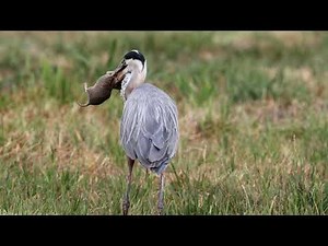 Great Blue heron eats gopher in 4k, flies over and then catches and eats a large gopher