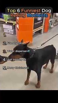 Top 6 Funniest Dog Peeing Moments