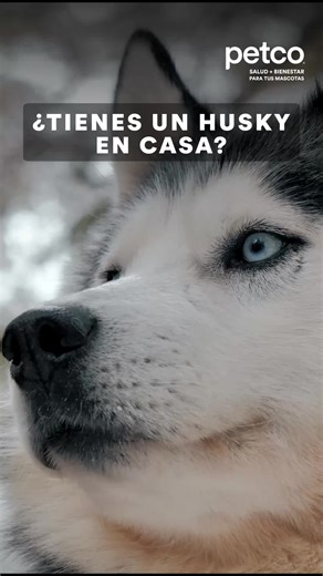 ¡Celebra el Día del Husky en Petco!