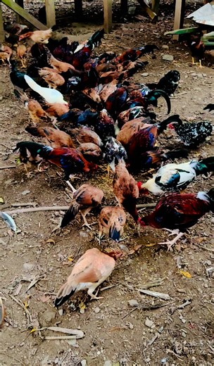 All my late hatched free range birds, I need to catch up that white sport pullet the predators always seem to go for those first every time it seems. | Frank Oscar Bradley