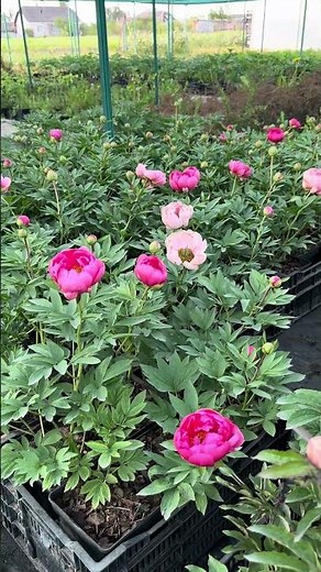 Peonies in pots. Cytherea variety