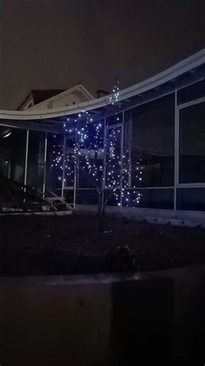 luces en arce japonés