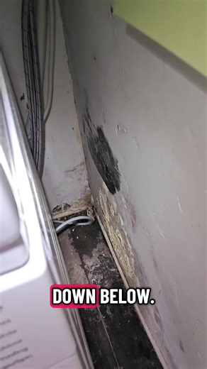 tons of mold from a broken laundry drain #mold #plumbing #fix #fyp #home