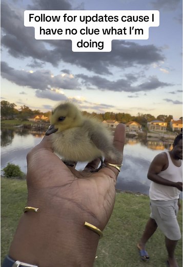 Duck Parenting Adventures with Duct Tape