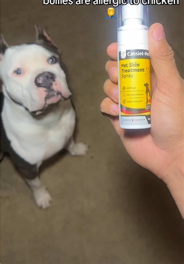 Effective Alternatives to Apoquel for Dogs