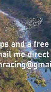 how do racing pigeons fly