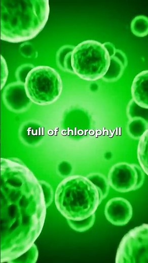 🔬Spirulina builds your mitochondria. Chlorella cleans your cells. This is why your body needs both.