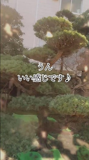 【五葉松】これに気付けば簡単にプロの剪定ができると思ってます#庭師のVlog #五葉松