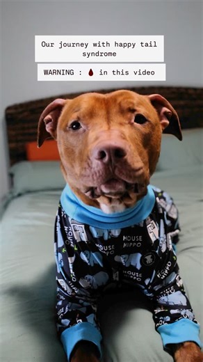 Hank & Odin on Instagram: "Our happy tail syndrome journey: ** this is an educational video and does include 🩸** Happy tail syndrome is a a condition where a dog repeatedly wags its tail so forcefully that it hits hard surfaces, causing injuries to the tip of its tail, often resulting in cuts and abrasions. Odin has to be crated while I’m at work, he’s an anxious boy when I’m not home and has ✨separation anxiety. ✨ I tried trazadone, blaring music and crate covers in hopes he wouldn’t hear us o