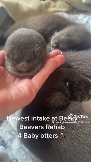 #baby #babybeaver #babyotter #animal #orphan #orphan #fyp #wildlife #wildanimals #love #❤️ #beckybeaverandfriends