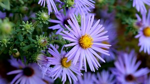 Les Asters, un feu d’artifice de couleurs assuré au jardin - RTBF Actus