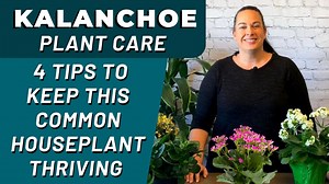 How to care for your Kalanchoe blooming house plant. We go through 4 easy tips to keeping your kalanchoe looking its best in your home. Be sure to give us a Thumbs up and Follow our page for more plant care tips and tricks. 🙂 | Sharkey's Greenhouses