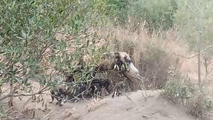Another view of the litter of wild dog puppies sharing a piece of meat. When feeding, wild dogs express their excitement and communicate with a high-pitched, bird-like twittering sound. This vocalisation is part of their complex communication system, which also includes other sounds like "hoo-calling" and growls. More than just a game drive. Jock Safari Lodge. Legendary experiences! #Untamed #Untouched #Unforgettable #JockSafari #JockSafariLodge #KrugerNationalPark #LatestSightings #KrugerSighti