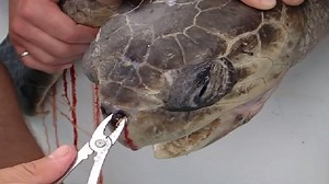 Huge sea turtle has plastic straw removed from nostril