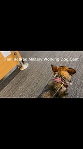 9.8K views · 349 reactions | Retired Military Dog Cent traveling to be reunited with his handler. #MissionK9Rescue #MissionK9 #Dogs #Military | Mission K9 Rescue | Facebook