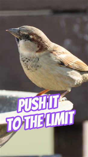Midwest Birding: Sparrow Edition #birds #birdfeeder #shorts