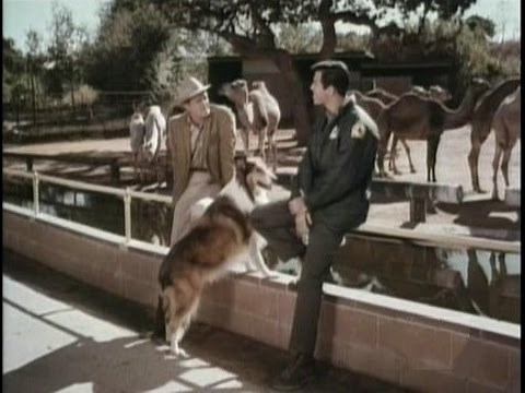 Lassie - Episode #498 - "The Stalker" - Season 15, Ep. 23 - 03/09/1969