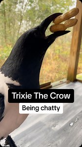 4K views · 25 reactions | Did you know crows can talk? Now we’ll...