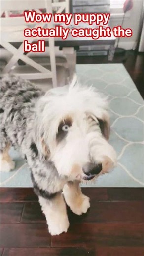 My bernedoodle just caught a tennis ball #bernedoodle #tricks