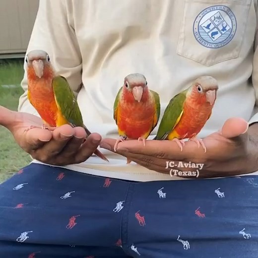 Adorable High-Red Pineapple Green Cheek Conure Babies